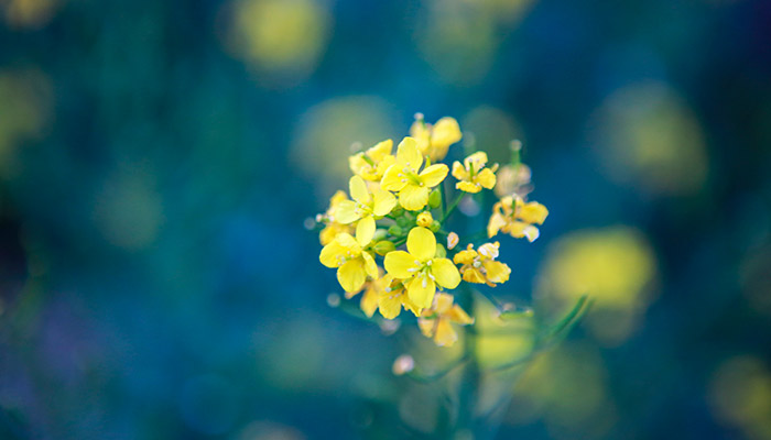 迎春花是什么颜色 迎春花的颜色