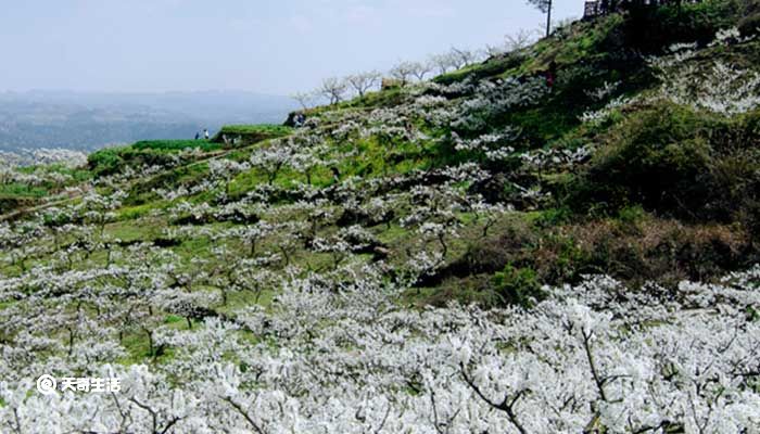 温州市春季赏花去哪里 春季温州赏花好去处推荐