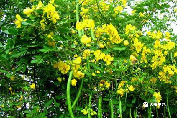 野花生草的功效与作用  野花生草的禁忌人群