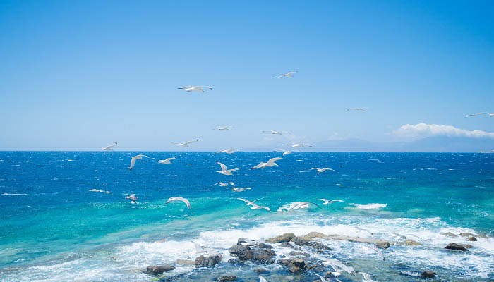 海上清洁工是什么鸟 海上清洁工是什么鸟类动物