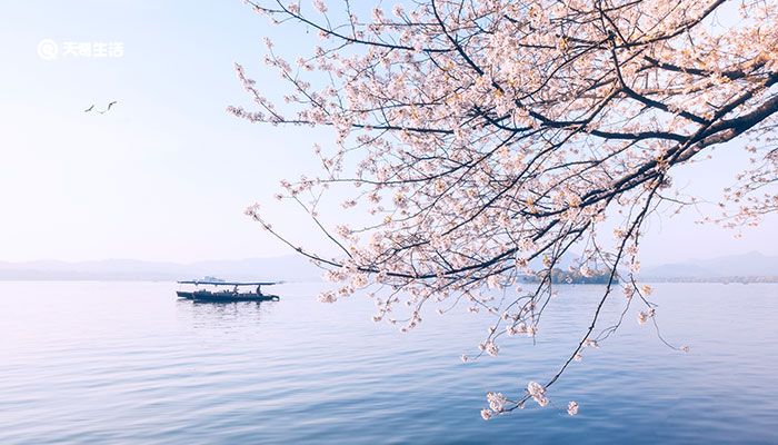 樱花的花语是什么 樱花的花语