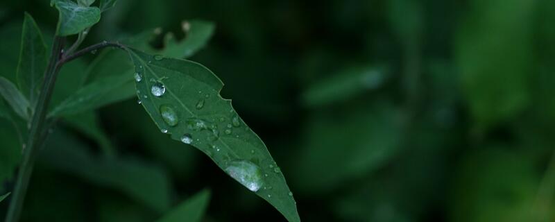 梅雨季节是几月份 梅雨季节是什么时间