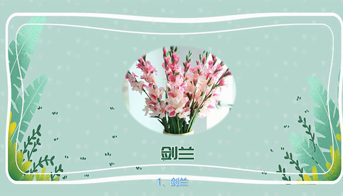 送老师什么花 适合送老师的花