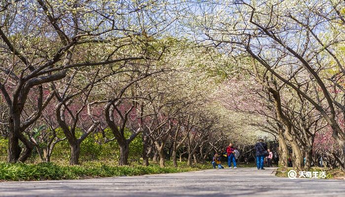 白城市春季赏花去哪里 推荐白城春季赏花好去处