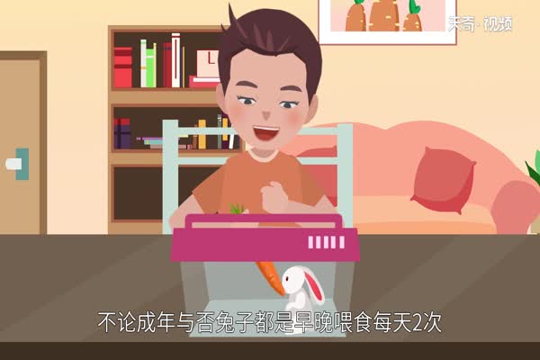 兔子吃什么 饲养兔子需要注意什么