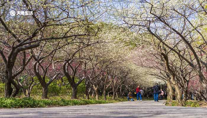 青铜峡市春季赏花去哪里 推荐青铜峡市春季赏花好去处