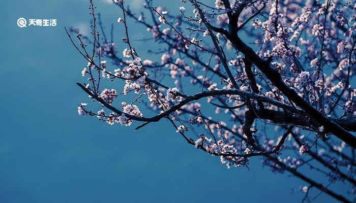 傲雪寒梅比喻什么人 傲雪寒梅比喻什么样人