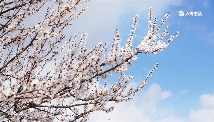 纵被春风吹作雪咏的是哪种花 纵被春风吹作雪说的是哪种花