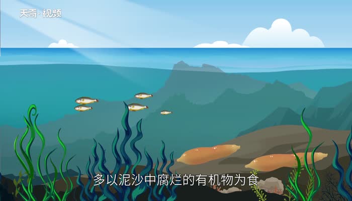 海肠是什么动物 海肠是动物还是植物 