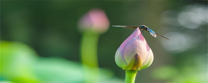 蜻蜓吃什么 蜻蜓怎么养