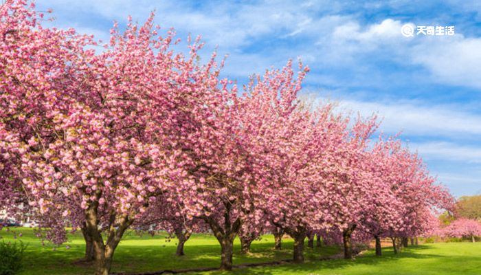 泉州市春季赏花去哪里  泉州赏花胜地