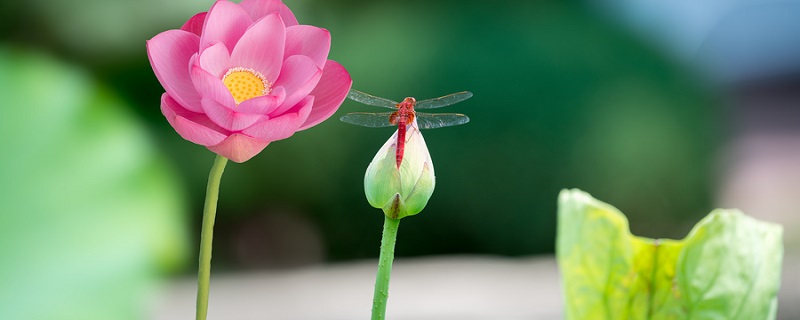 晓出净慈寺送林子方描写了什么初夏的美丽风光 晓出净慈寺送林子方描写了什么美丽风光