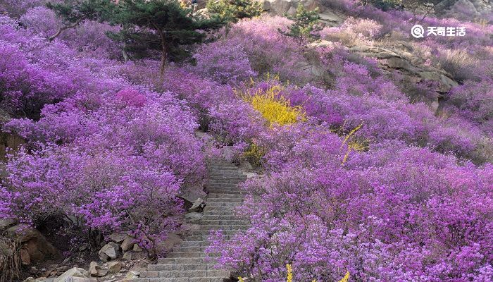 贺州市春季赏花去哪里 推荐贺州春季赏花好去处