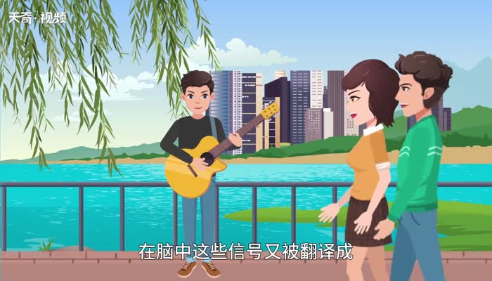 耳朵的意思,耳朵的解释