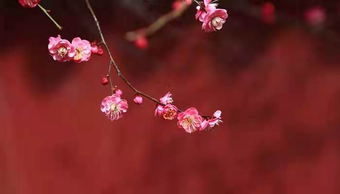 仿照荷花第二段写桃花  仿照荷花第二段写桃花250字