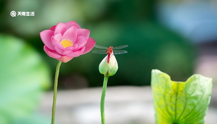 芙蕖落片自成舡吹泊高荷伞柄边的意思 芙蕖落片自成舡,吹泊高荷伞柄边的意思是什么