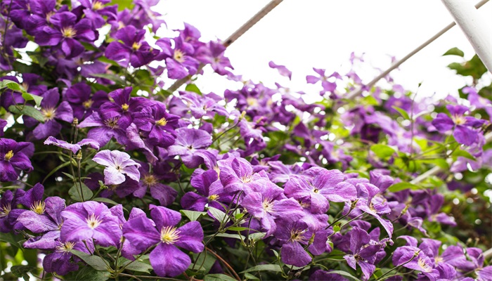 花朝节的风俗 花朝节有什么风俗