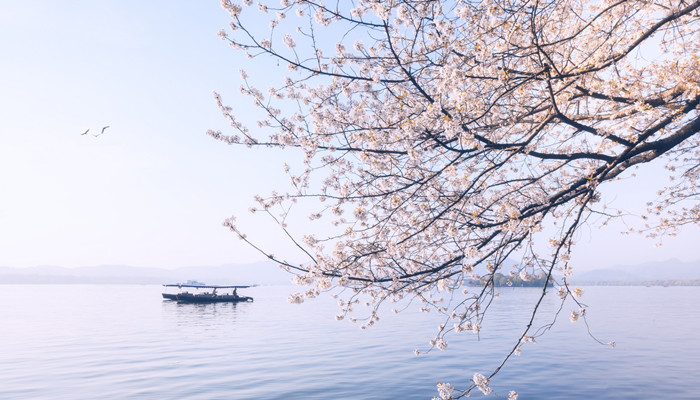 樱花是什么颜色 樱花是什么颜色的花