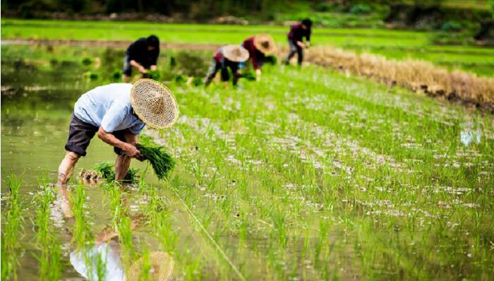 关于劳动的成语有哪些 关于劳动的成语有什么 关于劳动的成语有哪些 关于劳动的成语有什么
