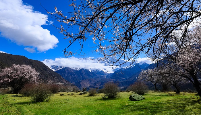 驿路梨花标题的含义和作用 驿路梨花课文标题含义
