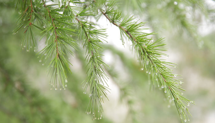 雨水三候是哪三候 雨水三候指什么