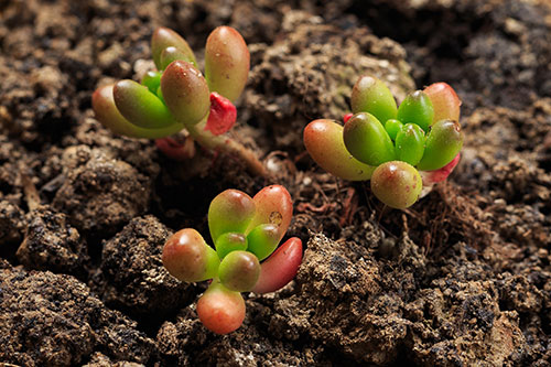 多肉植物怎么养 养多肉植物的窍门