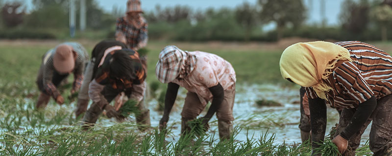插秧是什么季节 插秧是什么季节的农活