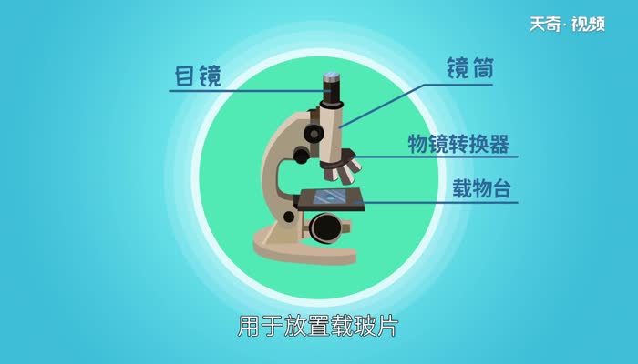 显微镜是由什么组成的 显微镜主要由哪5部分组成的