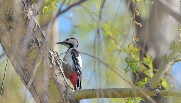 啄木鸟的外貌描写简单  啄木鸟的外貌特征描写