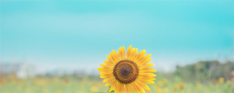 时间是最好的疗伤药的句子  时间是最好的疗伤药的句子有什么