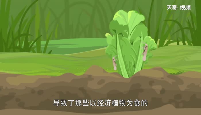 害虫有哪些 什么是害虫