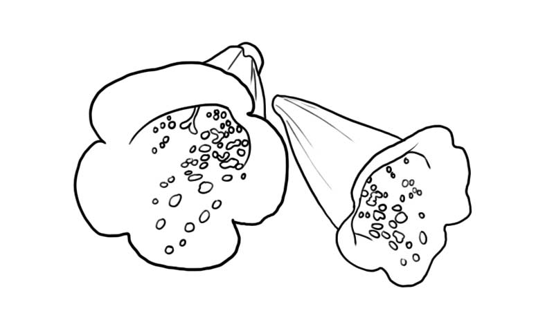 毛地黄 花朵简笔画