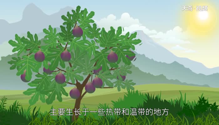 无花果产地 无花果原产自哪里