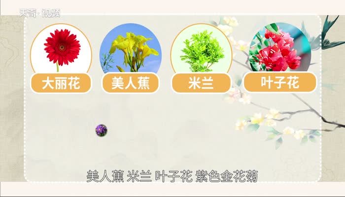 白露有什么花 白露有什么花开