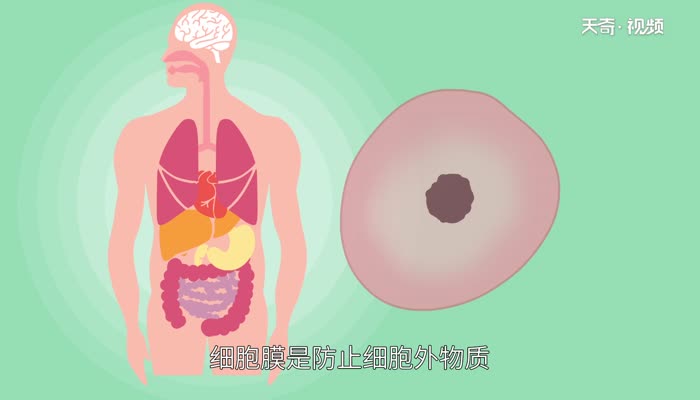 细胞膜主要由什么组成  细胞膜是由什么组成的