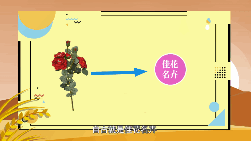 野蔷薇花语 野蔷薇花语是什么