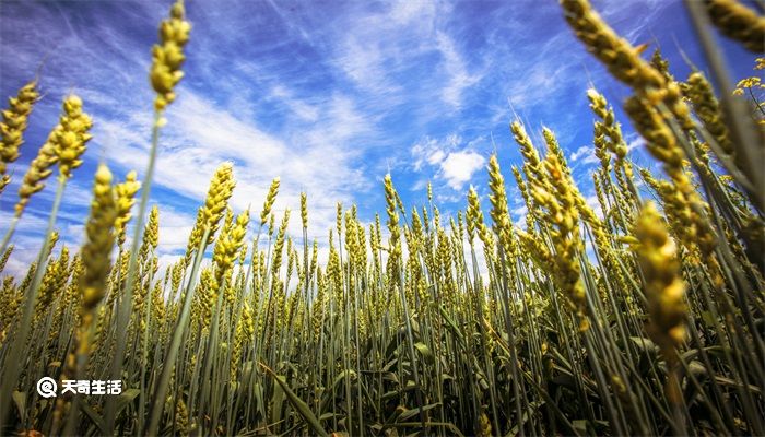 立夏是传统节日吗 立夏是不是传统节日