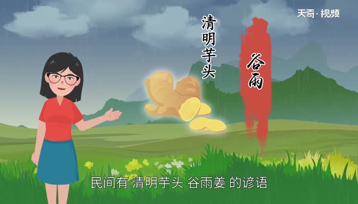 谷雨种姜行吗 几月最适合种植生姜