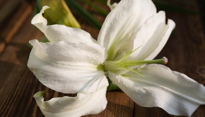 医师节送什么花 医师节送什么花比较好