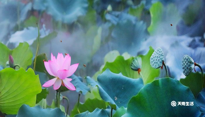 四面荷花三面柳一城山色半城湖写的哪个城市 四面桃花三面柳一城山色半城湖写哪里