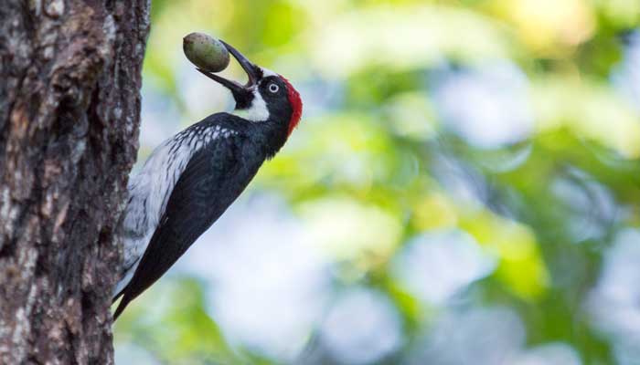 啄木鸟的外貌描写简单  啄木鸟的外貌特征描写