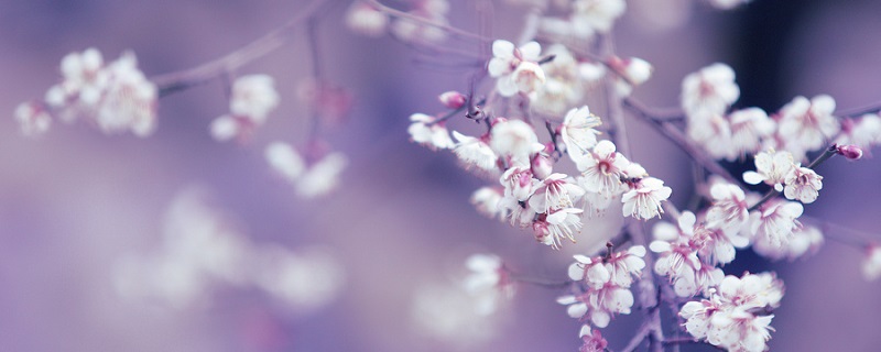 驿路梨花标题的含义和作用 驿路梨花课文标题含义