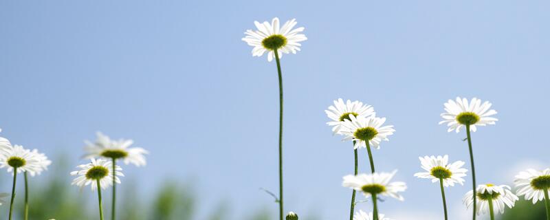 才感盛夏 忽而立秋什么意思 才感盛夏忽而立秋的意思