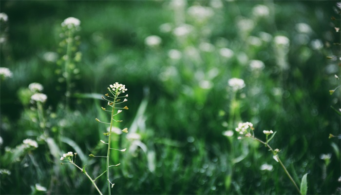 古柯主要种植在哪里 古柯主要种植在什么地方