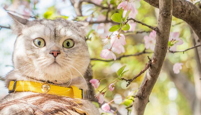 后院猫  什么是后院猫