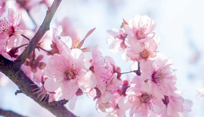 遥望桃花处是什么诗 遥望桃花处谁的诗