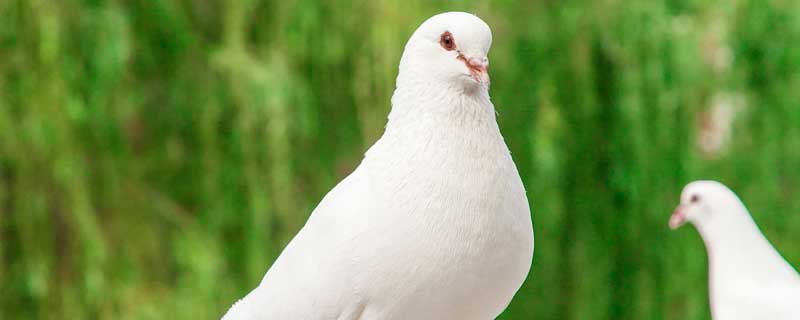 鸿雁传书源于哪个历史故事 鸿雁传书源自于哪个历史典故