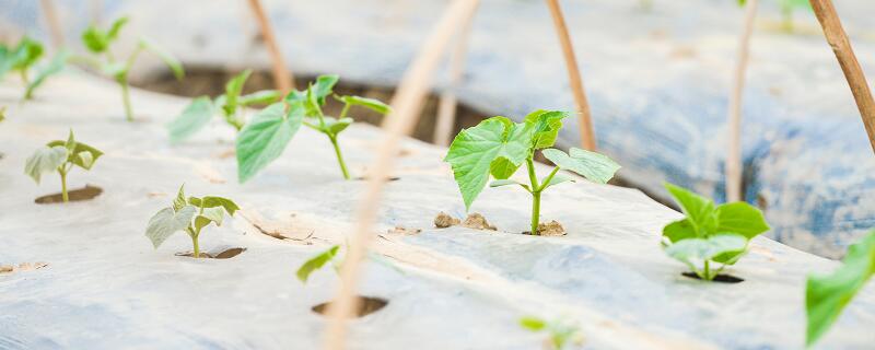 菜园小记表达了作者怎样的思想感情 菜园小记吴伯萧抒发了作者怎样的情感