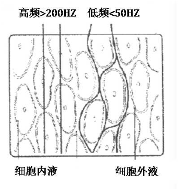 智能秤怎么计算体脂率