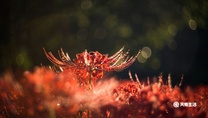 彼岸花的花语是什么 彼岸花的花语